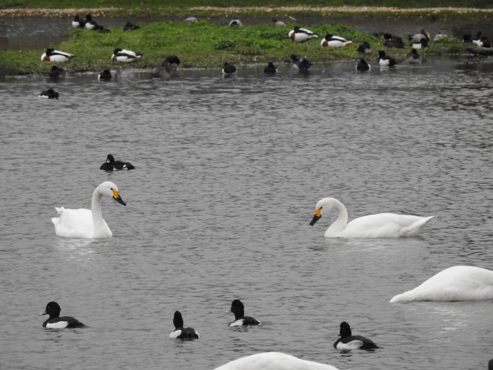 Two Bewick's swans on a lake, with ducks in the foreground and background.